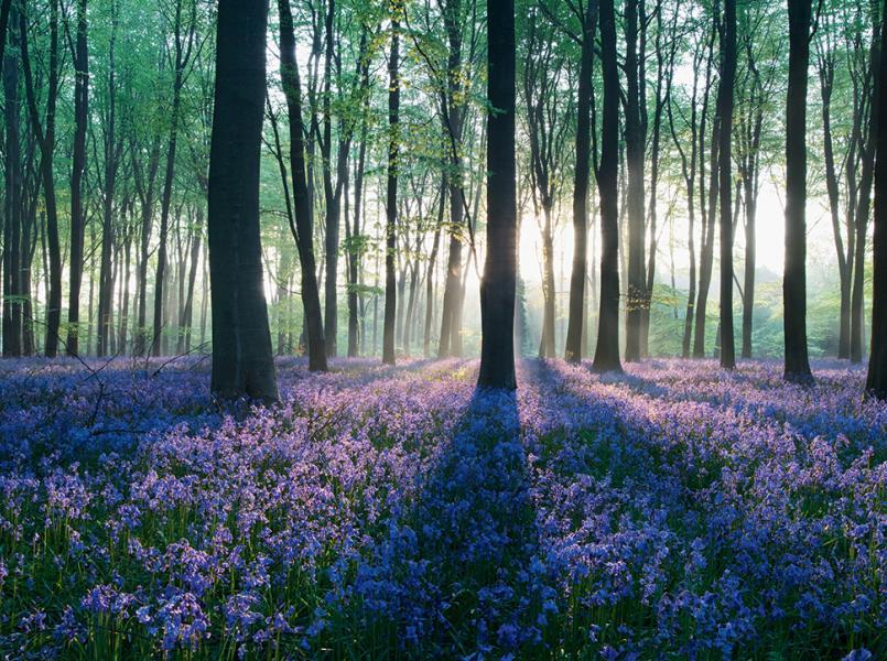 Gerflor Nachhaltigkeit - Biobasiert