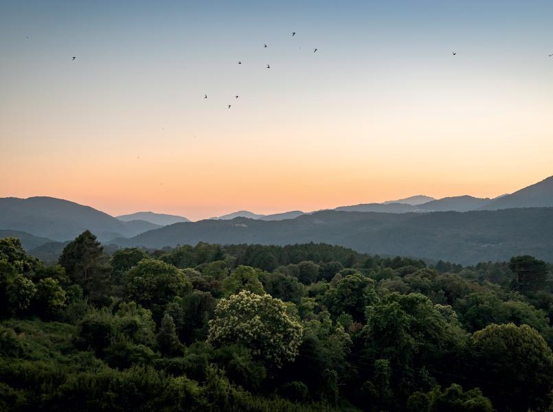 Gerflor Unser Engagement - Landschaft mit Wald
