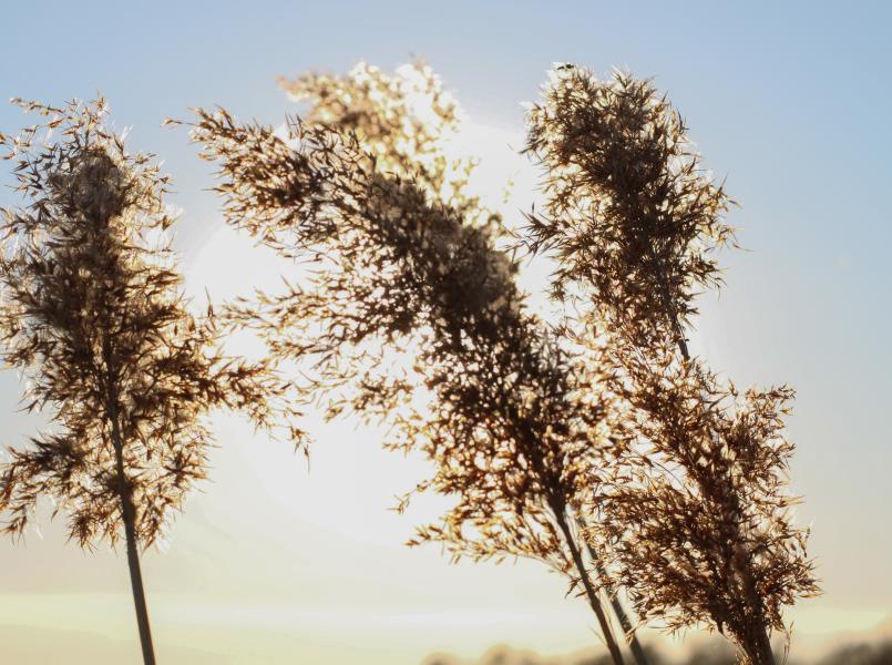 Gerflor Wertvolle Materialien - Gute Raumluft